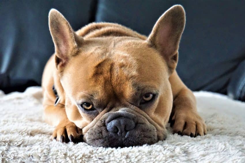 If you're searching for the best dog beds for French Bulldogs, you'll love our list! Check out 10 diverse options for your little lady or gentleman!