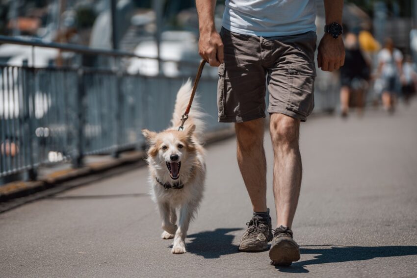 7 Steps for Teaching Your Dog Not to Bark During Walks