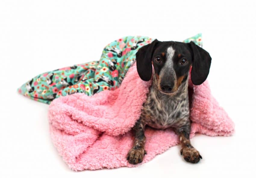 Weenie Pocket Burrow Dog Bed