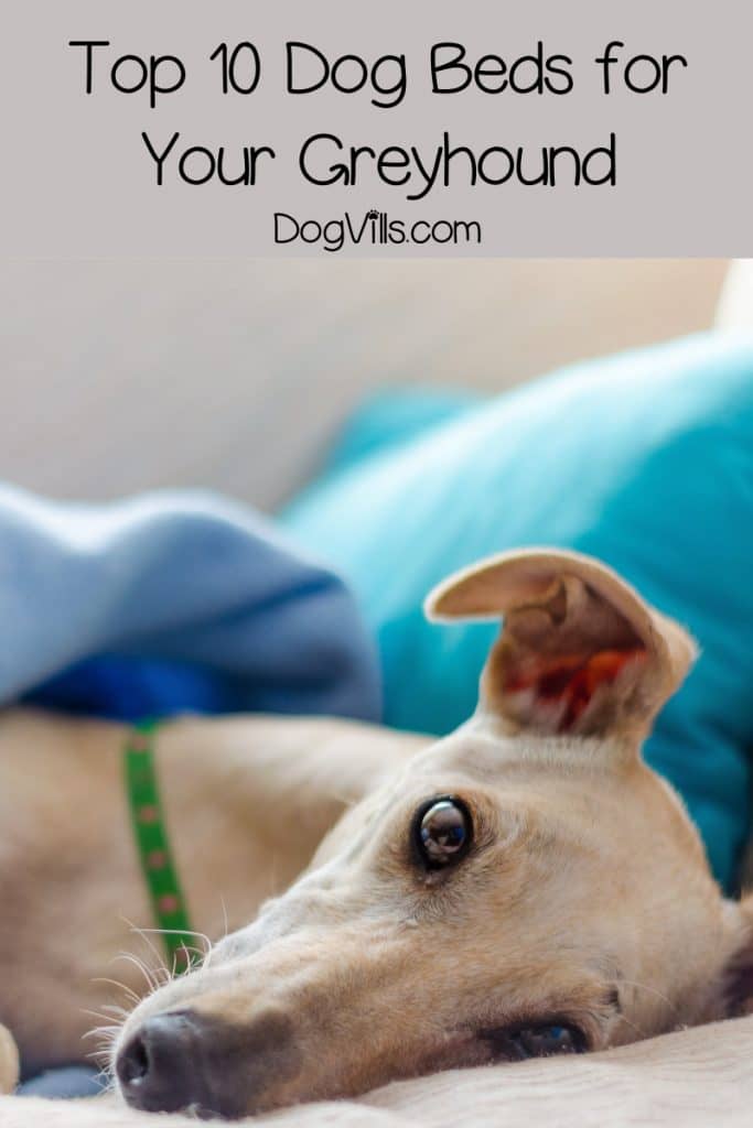 As a sighthound owner, I know a thing or two about choosing the best dog beds for Greyhounds! Check out my top 10 picks!