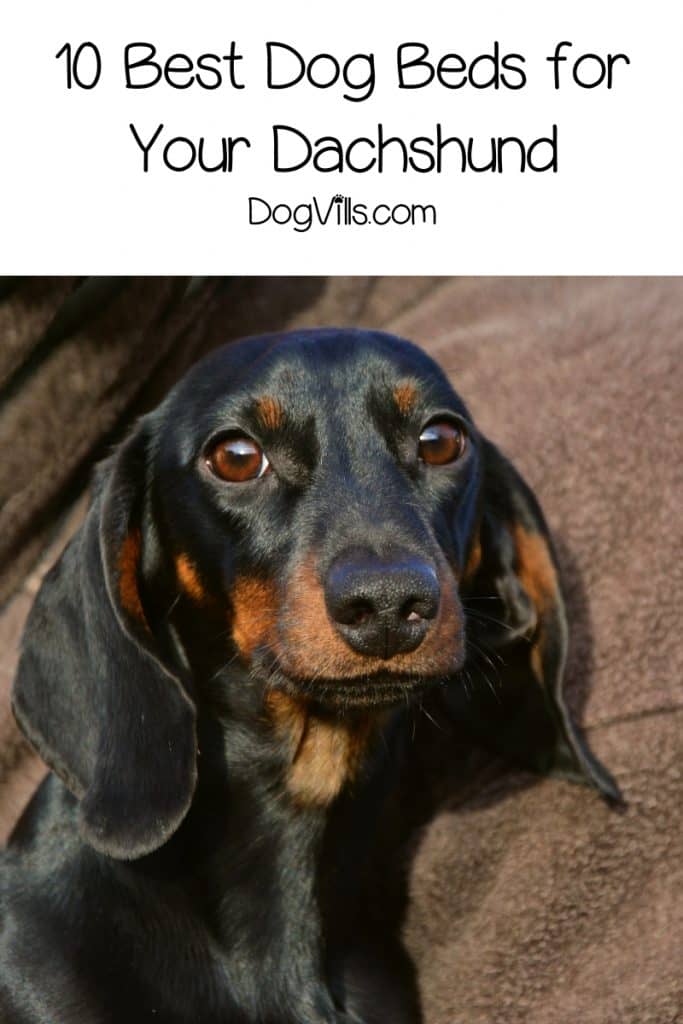 What are the best dog beds for Dachshunds? That’s exactly what we’re discussing today! Check out our top 10 picks!