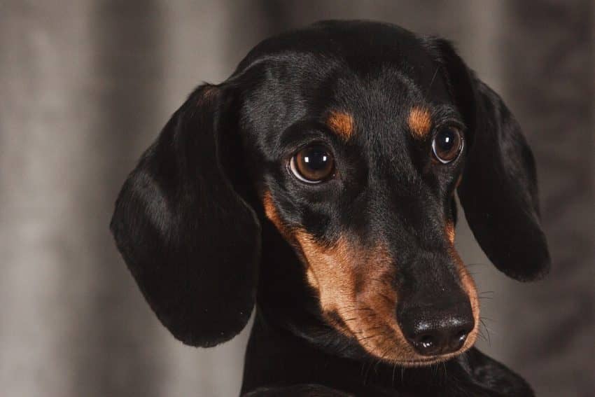 What are the best dog beds for Dachshunds? That’s exactly what we’re discussing today! Check out our top 10 picks!