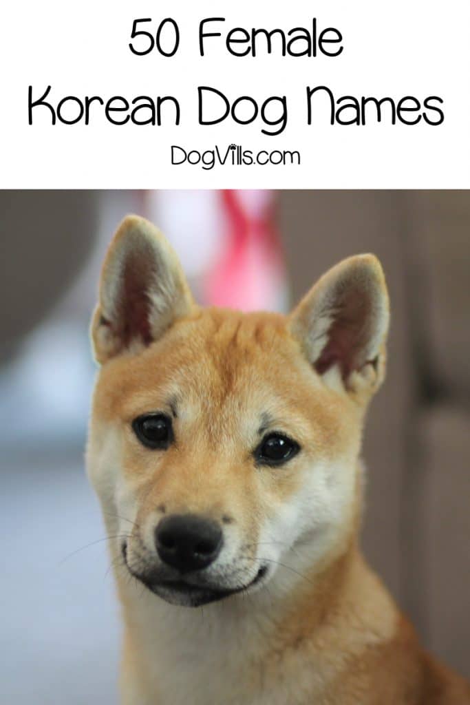 top-100-popular-male-and-female-korean-dog-names-with-meanings