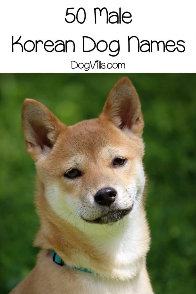 Cute Korean Dog Names Male