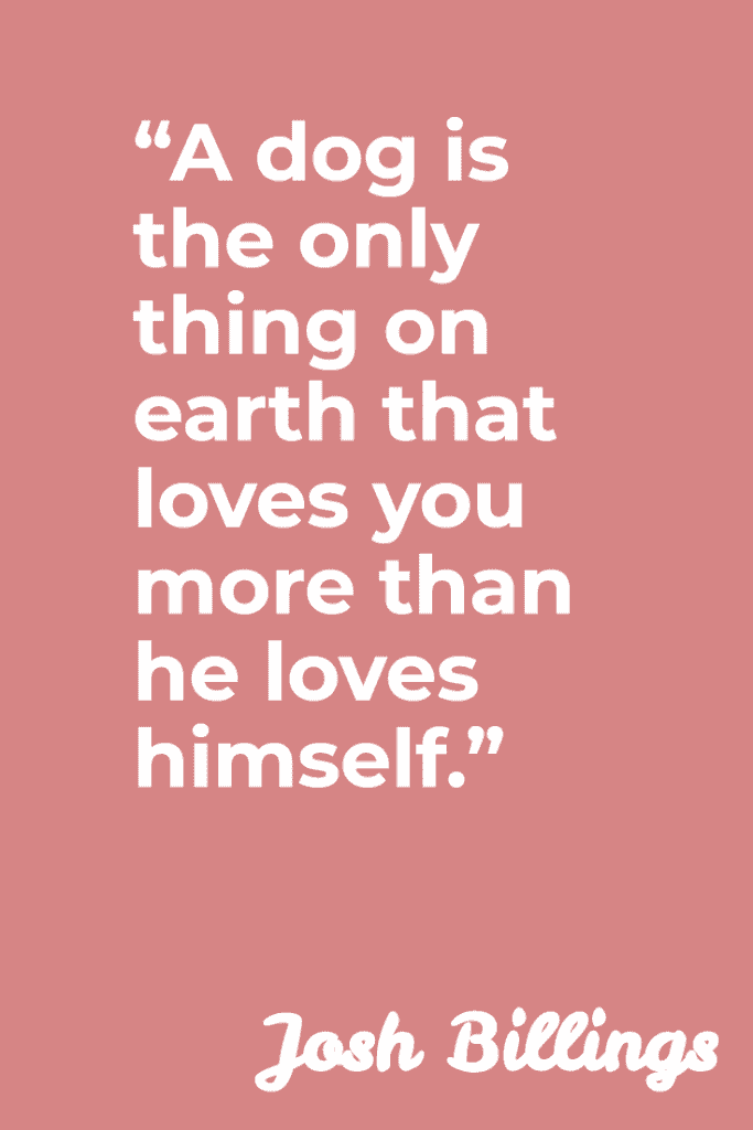 “A dog is the only thing on earth that loves you more than he loves himself.” – Josh Billings