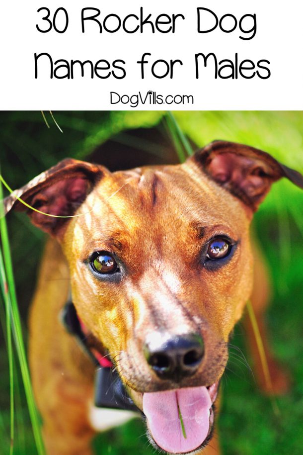 60-awesome-rocker-dog-names-for-males-females-dogvills