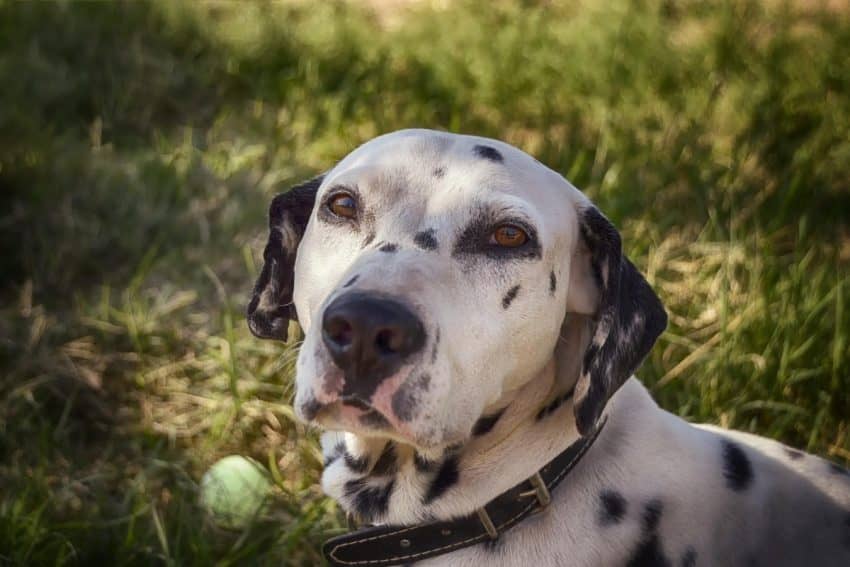 Do you want to know the worst dog breeds for seniors? Read on to discover 7 that may be just a bit too much to handle in the golden years.