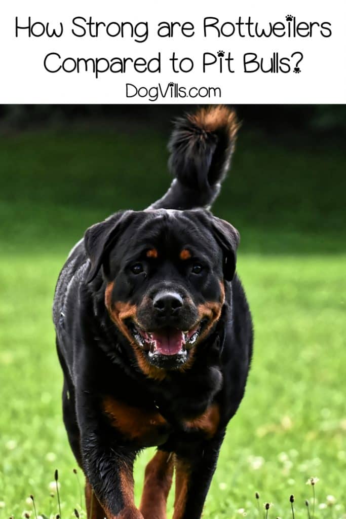 Rottweiler or Pit bull-which dog is stronger? The answer may surprise you! Read on to find out what it is and learn more about the breed that comes out on top.