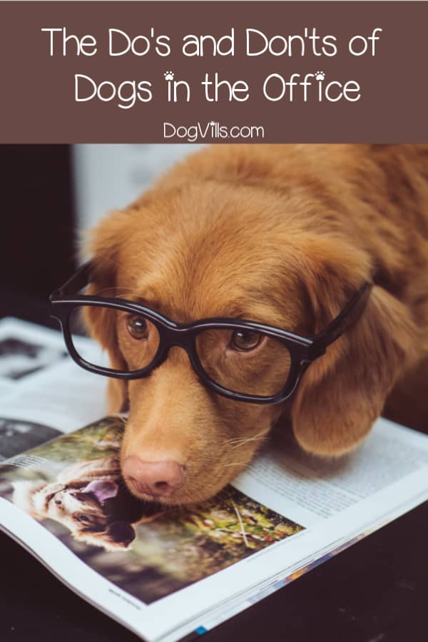 Planning to bring your dog to the office? Check out these do's and don'ts first!