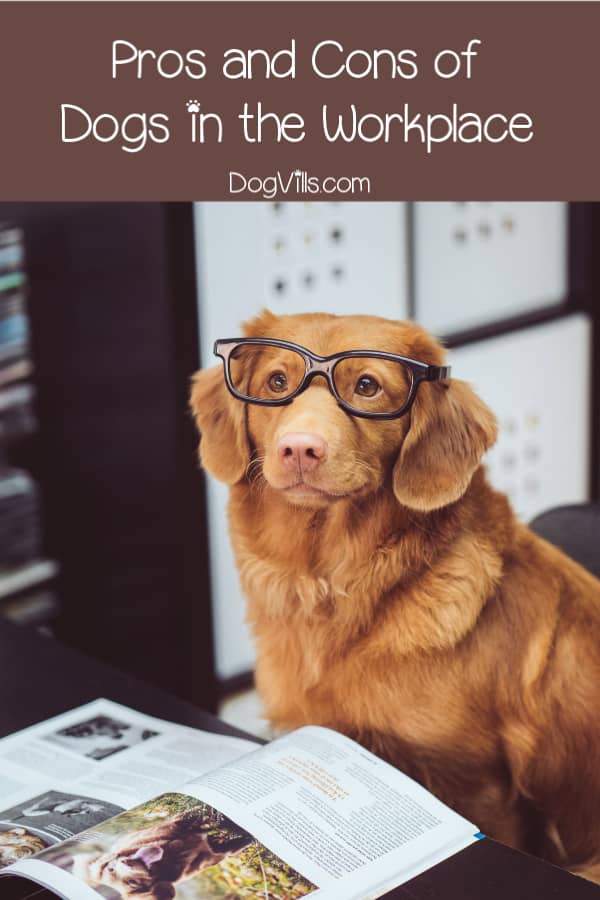 What are the pros and cons of a dog-friendly office? Find out in our guide to dogs in the workplace!