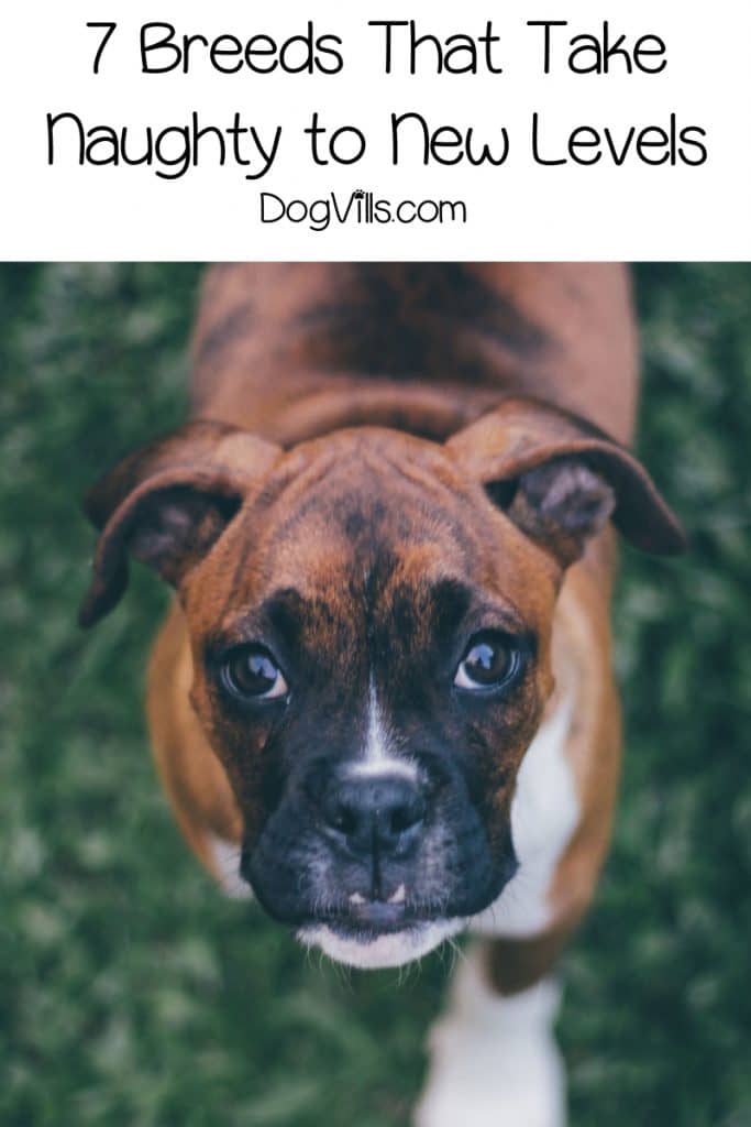 Have you ever wondered about the most naughty dog breeds? Here are the top 7 that will definitely keep you on your toes! Check it out!