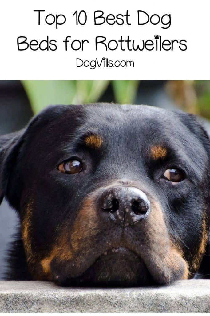 Looking for the best dog beds for rottweilers? We've got you covered! Take a look at our top 10 picks with complete reviews!