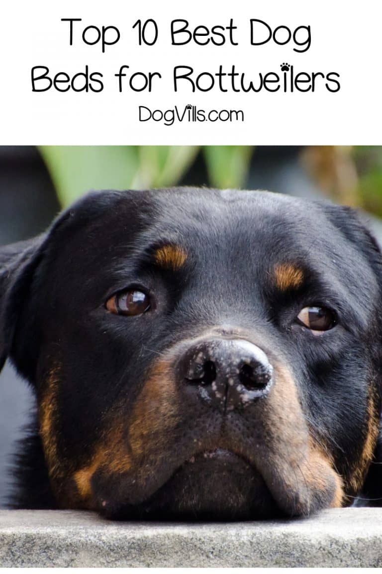 Top 10 Best Dog Beds for Rottweilers - DogVills
