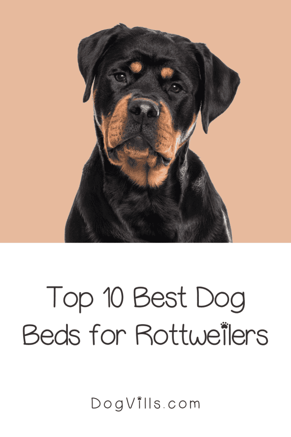 Top 10 Best Dog Beds for Rottweilers - DogVills