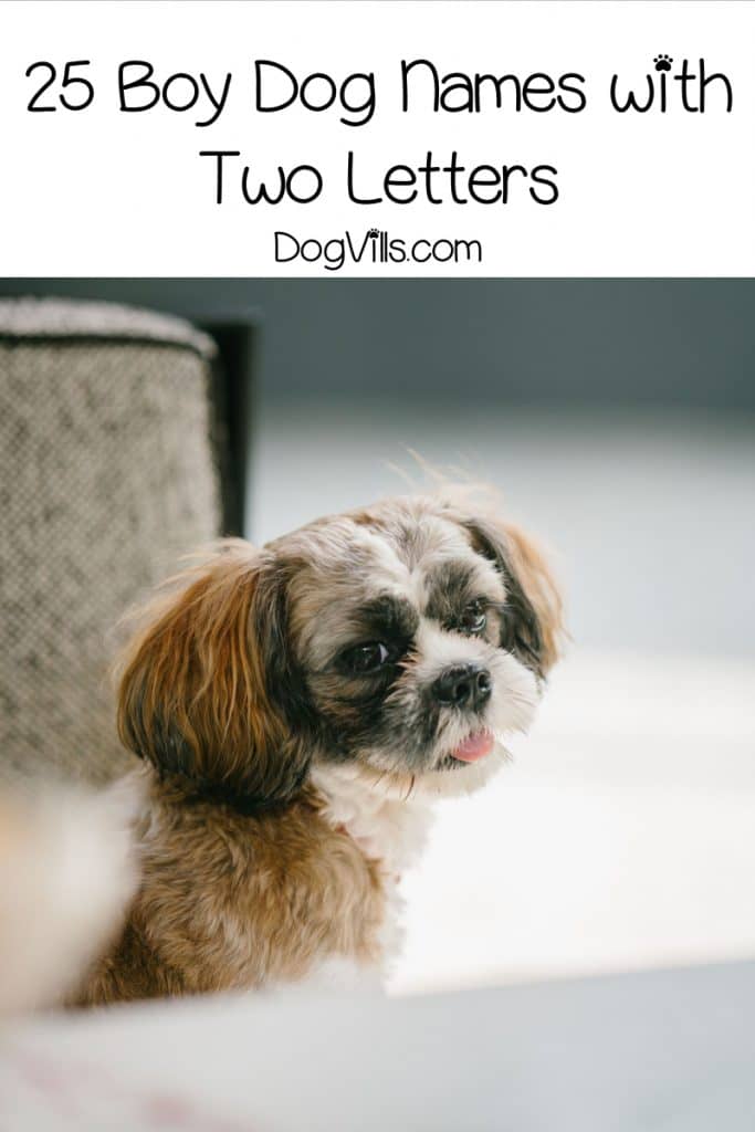 50-beautiful-dog-names-with-two-letters-dogvills