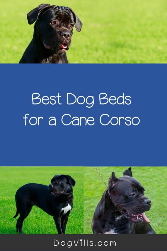 Finding the best dog beds for a Cane Corso can definitely be a challenge, but we've got you covered! Check out 10 that we think are just perfect!