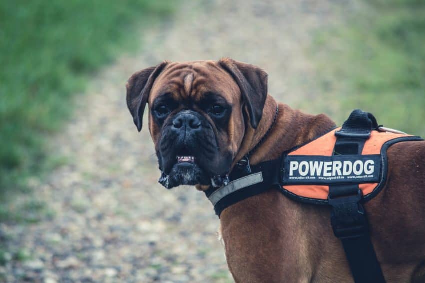 Cane Corso