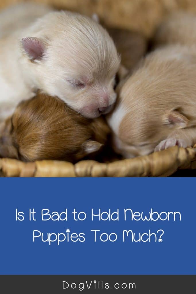 should you hold a newborn puppy