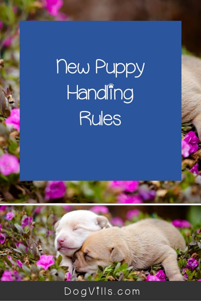 should you hold a newborn puppy