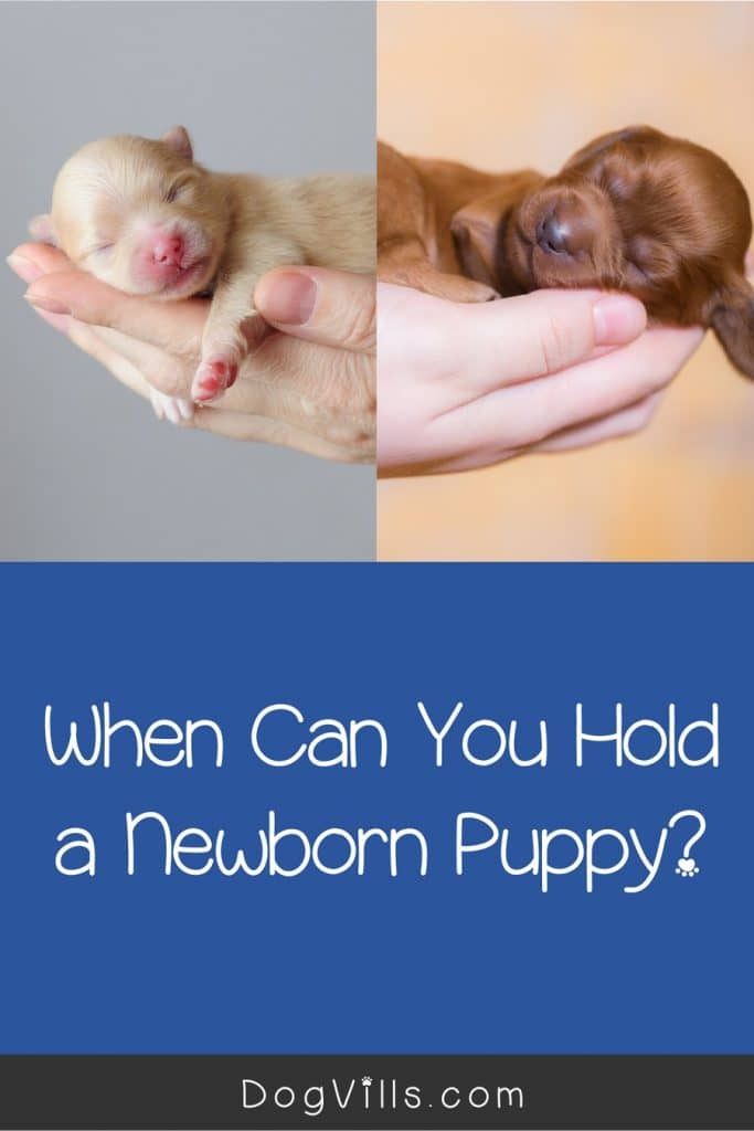 should you hold a newborn puppy