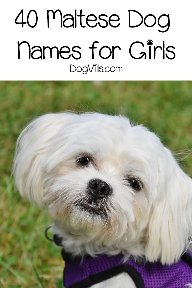 80 Beautiful Maltese Dog Names For Your New Pup DogVills 80 Beautiful Maltese Dog Names For Your New Pup DogVills