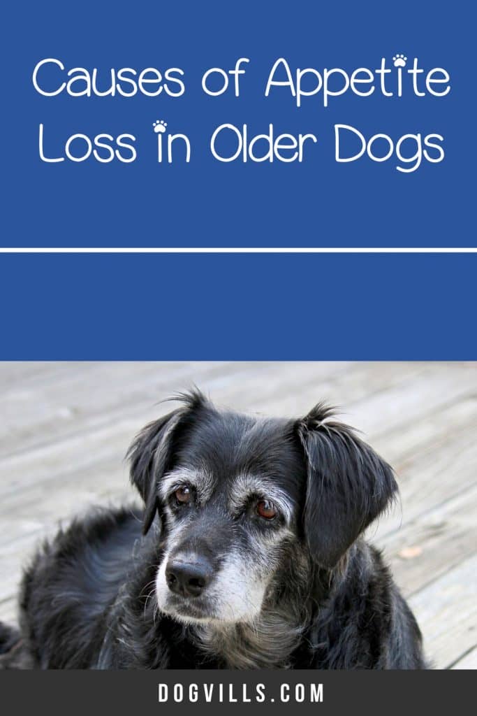 why do old dogs stop eating