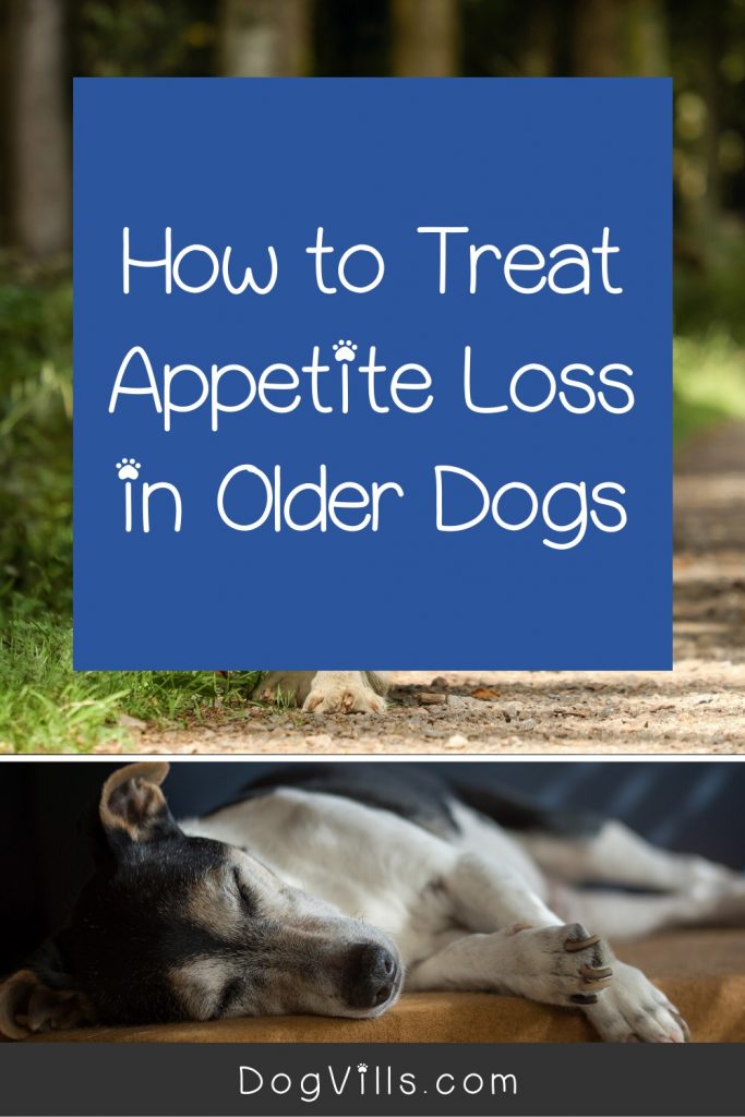 why do old dogs stop eating