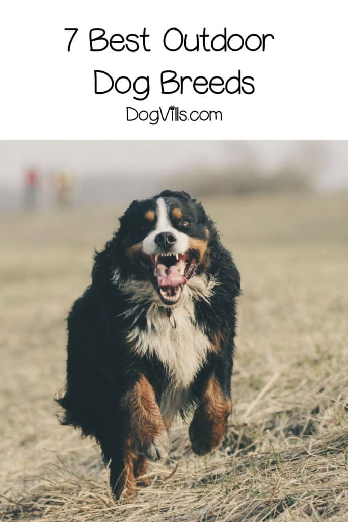 Are you looking for the best outdoor dog breeds? While all dogs need to spend time indoors with their families, these 7 breeds love being outside, too!