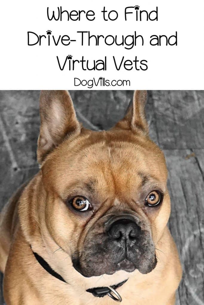 Want to know where to find drive-through and virtual vets? Read on for tips and recommendations for both options, plus things to consider before using them.