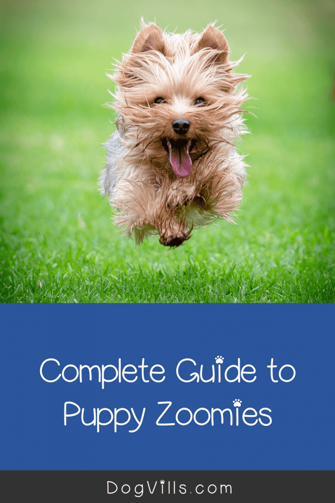 Puppy zoomies are a perfectly natural, benign puppy behavior. Read on to learn more about why pups zoom & what, if anything, to do about it.