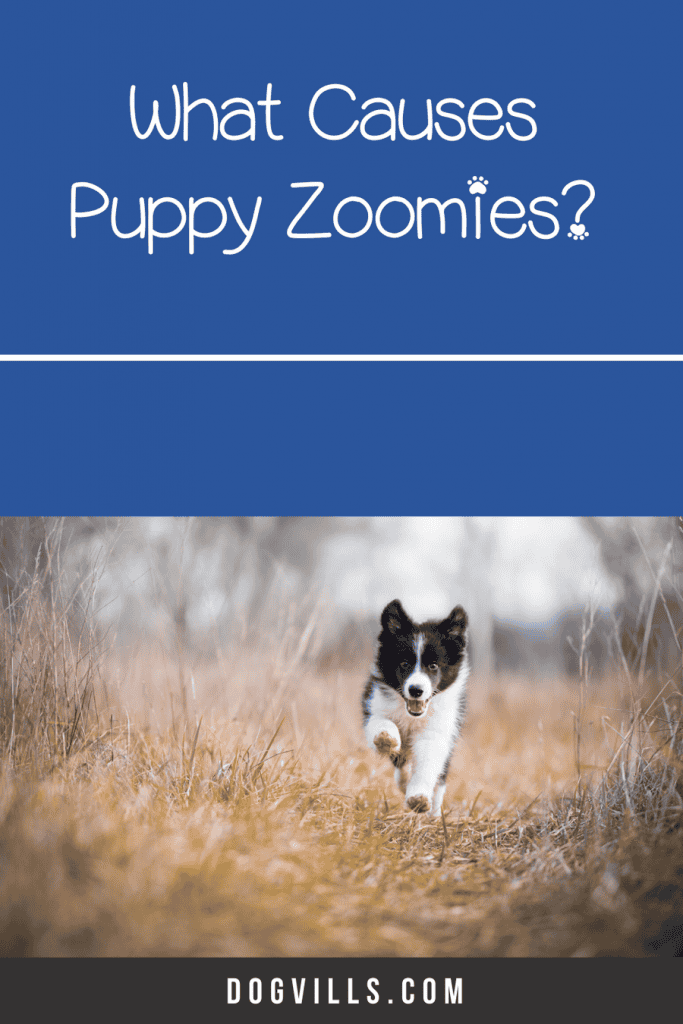 What causes puppy zoomies? Read on to find out the answer + what, if anything, to do about it!