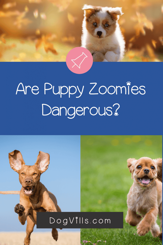 Are puppy zoomies dangerous to your pet? Find out the answer!