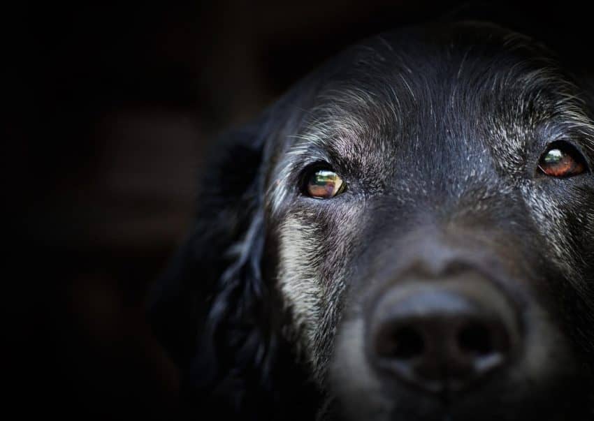 5 Things to Ask Before Adopting A Senior Dog