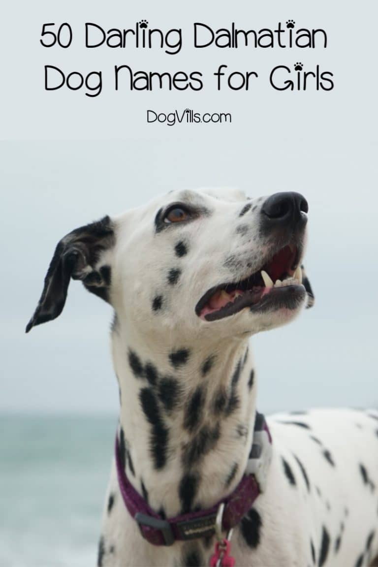 100-absolutely-darling-dalmatian-dog-names-dogvills