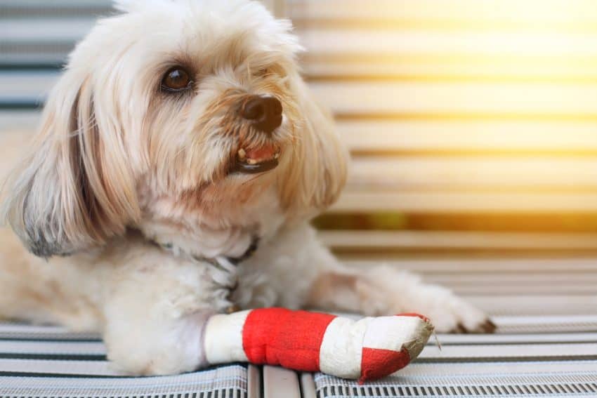 There are several methods for easing pain in your dog after an injury or surgery. These tips will you comfort your dog in pain at home.