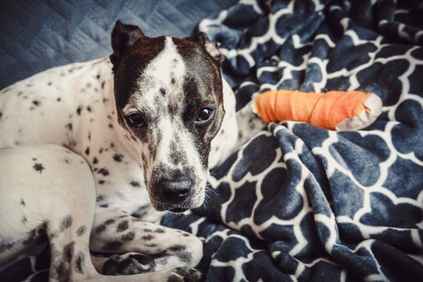 There are several methods for easing pain in your dog after an injury or surgery. These tips will you comfort your dog in pain at home.