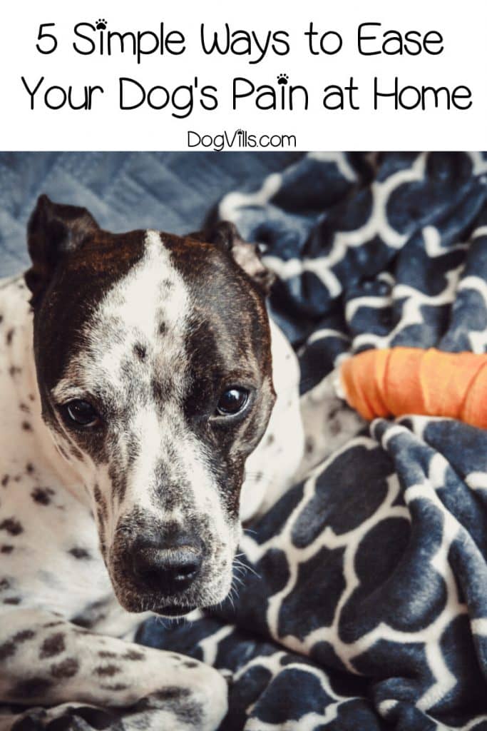 There are several methods for easing pain in your dog after an injury or surgery. These tips will you comfort your dog in pain at home.