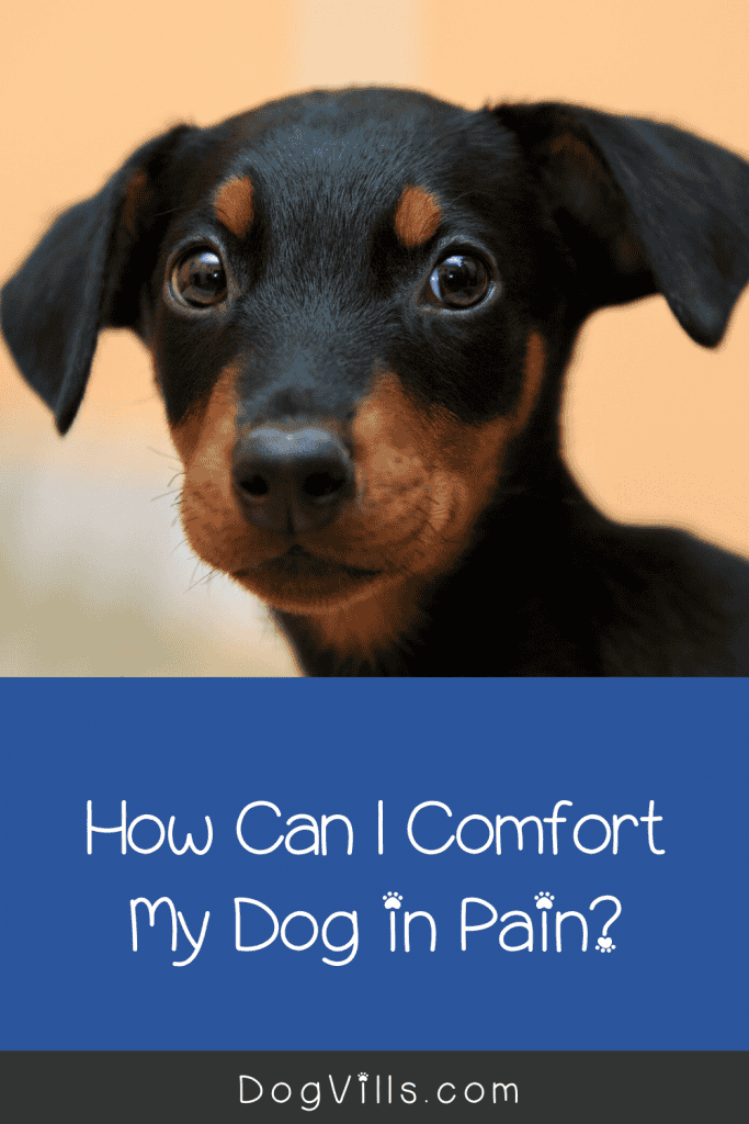 There are several methods for easing pain in your dog after an injury or surgery. These tips will you comfort your dog in pain at home.