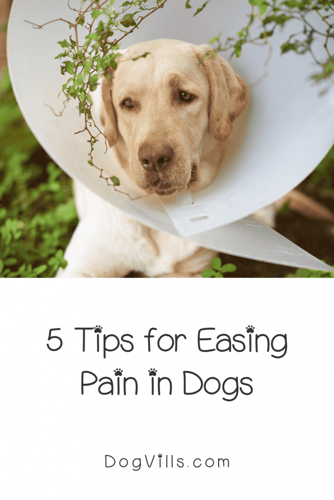 how can i comfort my puppy in pain