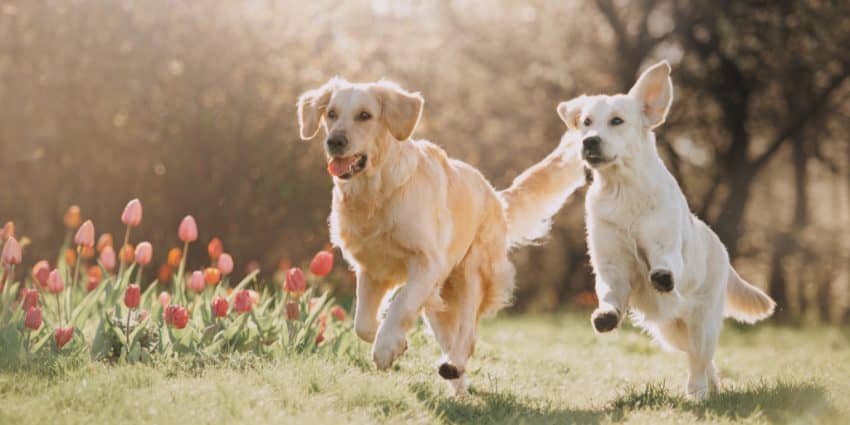 Is it better to have two dogs instead of just one lone pup? That's what we're exploring today! Read on to learn about the benefits of 2 dogs