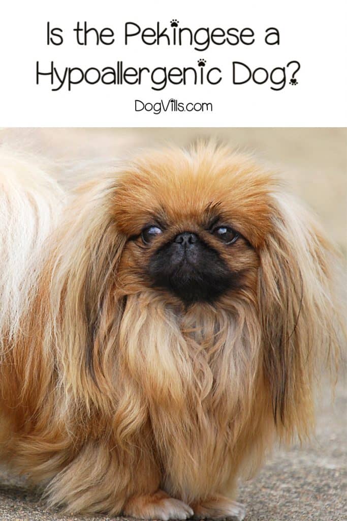 They are definitely one of the most majestic small breeds, but are Pekingese hypoallergenic dogs? Read on to discover the answer!