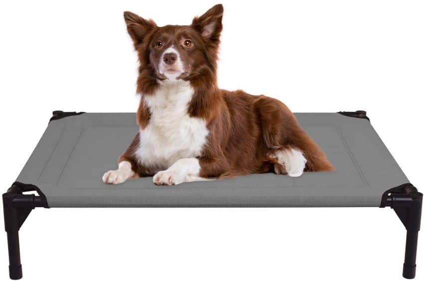 Picture of The 5 Best Elevated Dog Beds for Large Breeds - DogVills