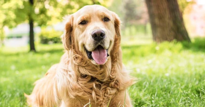 Golden retrievers are one of the friendliest dog breeds ever