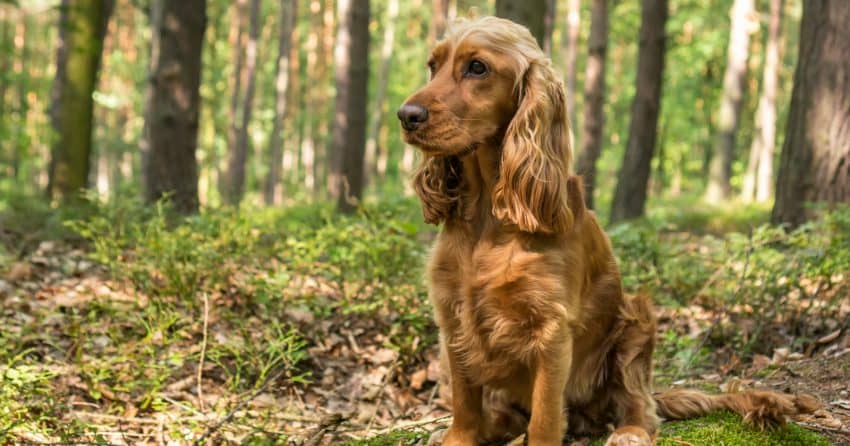 Are Cocker Spaniels hypoallergenic dogs? Let's see if they're as easy on our allergies as they are to fall in love with! Take a look!