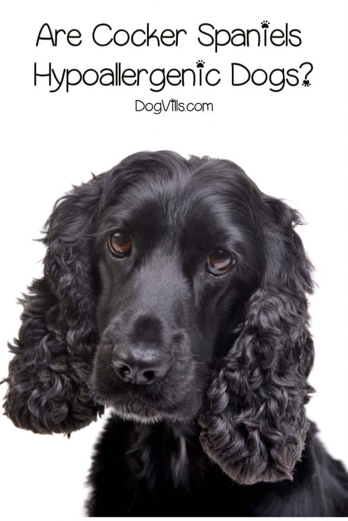 Are Cocker Spaniels hypoallergenic dogs? Let's see if they're as easy on our allergies as they are to fall in love with! Take a look!