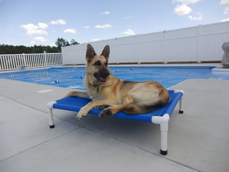 The 5 Best Elevated Dog Beds for Large Breeds - DogVills