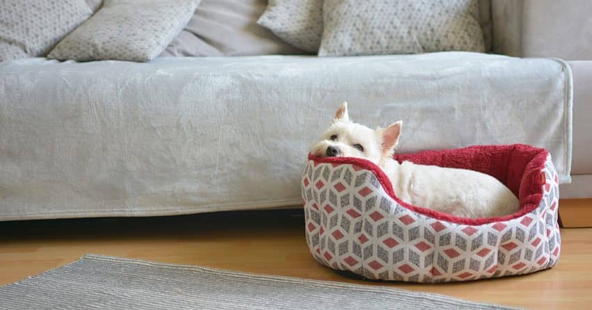 pet bed next to bed