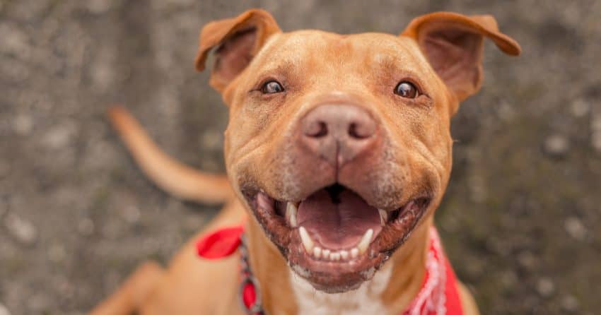 Dog names meaning second chance make for some of the most beautiful ideas for rescue dogs. Check out 84 of our favorites for male & female dogs.