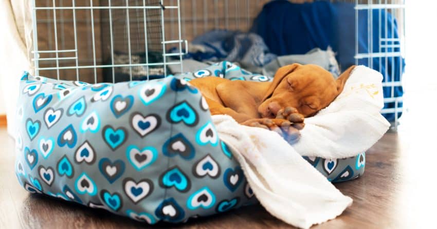 Are you wondering "does my dog need a bed in his crate?" How about a puppy? What else should go in a crate? Read on for all the answers! 