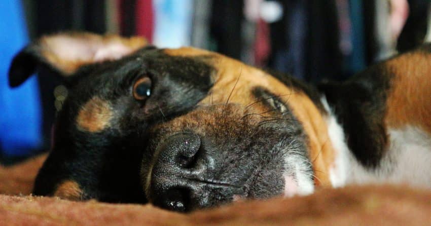 Thinking about adopting a pit bull mixed with a rottweiler, but not sure if it's the right mix for you? Read on for a complete guide to the pittweiler!